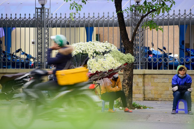 Cúc họa mi thường được bán theo bó và bày bán phổ biến ở những con phố như: Giảng Võ, Nguyễn Chí Thanh, đường Thanh Niên...