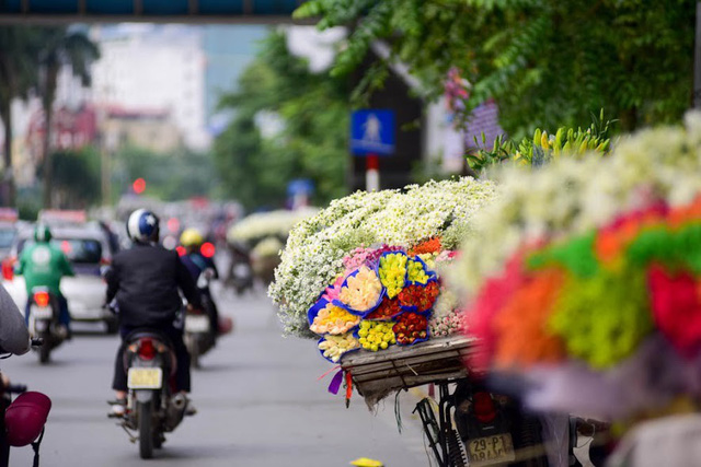 Những chiếc xe chở đầy cúc hoa mi trở thành nét chấm phá không thể thiếu của Hà Nội những ngày đầu đông