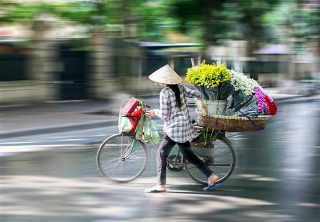 Vẻ đẹp tinh khôi của cúc họa mi trên đường phố Hà Nội