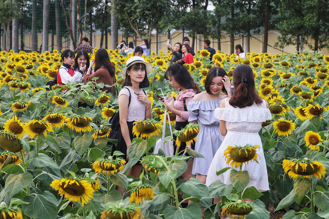 Vườn hướng dương nhanh chóng thu hút sự quan tâm của nhiều bạn trẻ vì chỉ cách nội thành Hà Nội khoảng 20km, không quá xa xôi để có một bộ ảnh đẹp