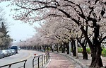 Hút hồn với hoa anh đào nở rợp trời tại Hàn Quốc