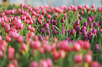 Check-in vườn hoa tulip đa sắc tựa trời Âu dịp Tết