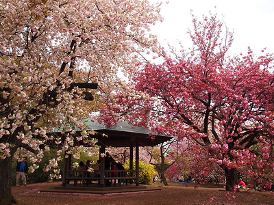 Bỏ túi kinh nghiệm ngắm hoa anh đào ở công viên Shinjuku Gyoen, Tokyo